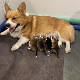 Pembroke Welsh Corgi Puppies from Holly Harmer