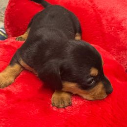 Dill pickle - Black and cream male Dachshund puppy in Ft Dodge, Iowa from Secret Reality