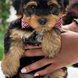 Goldendoodles, Poodles, Shihpoos, and Yorkshire Terriers from Plush Pups By Reeds