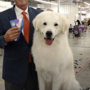 Rider - Kuvasz