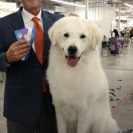 Rider - Kuvasz
