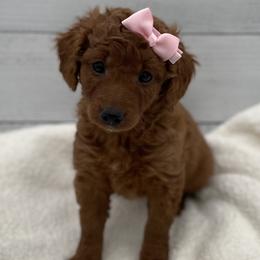 Penny - Red  female Goldendoodle puppy in Kansas City, Kansas from Bella & Ivy’s Mini Goldendoodles of KC