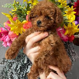 Chibi - Red  male Poodle puppy in Miami, Florida from Sakura Poodles