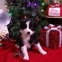 Girl 4 - Black and white female Border Collie puppy in Wakeman, Ohio from Sandstone Ridge Kennels