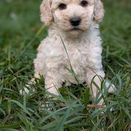 Sanji - Cream male Poodle puppy in Salem Township, Maine from Moirae Poodles