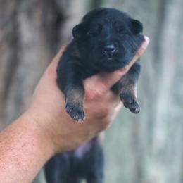 Neon Yellow collar - Sable male German Shepherd puppy in Prospect, Connecticut from Di Massimo Canile