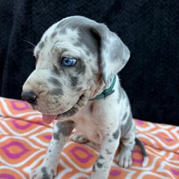 Waylon - Harlequin male Great Dane puppy in Russellville, Arkansas from River Valley Great Danes & Miniature Schnauzers