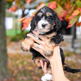 Hulu - Tri-color female Bernedoodle puppy in Dundee, Ohio from Down Home Doodle