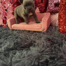 French Bulldog Puppies from The Frenchie Lady Co.