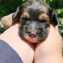 Boy 2 - Sable male Cockapoo puppy in Virginia Beach, Virginia from Christine's cockapoos