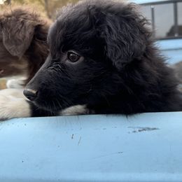 “Fang” - Black & white Australian Shepherd puppy in Yadkinville, North Carolina from Gold Leaf Farm & Kennels