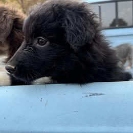 “Fang” - Black & white Australian Shepherd puppy in Yadkinville, North Carolina from Gold Leaf Farm & Kennels