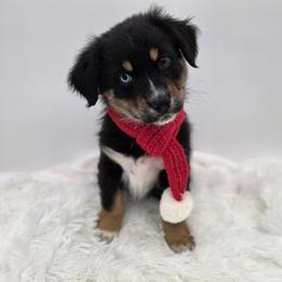 Coal - Black tri-color male Australian Shepherd puppy in Annville, Pennsylvania from Creekside Aussies LLC