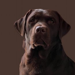Lavender  - Labrador Retriever
