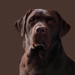 Lavender  - Labrador Retriever
