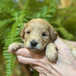 Boy 2 - Apricot male Schnoodle puppy in Fredericksburg, Virginia from Growing Puppies