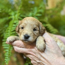 Boy 2 - Apricot male Schnoodle puppy in Fredericksburg, Virginia from Growing Puppies