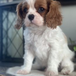 Luke - Blenheim male Cavalier King Charles Spaniel puppy in Kidder, South Dakota from Continental Cavaliers