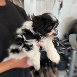 Havanese Puppies from Havanese Puppies of the Northshore
