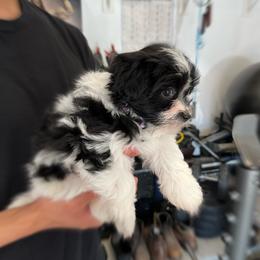 Havanese Puppies from Havanese Puppies of the Northshore