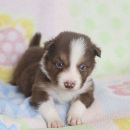 Border Collie, English Setter, and Miniature American Shepherd Puppies from First Harmony Farms