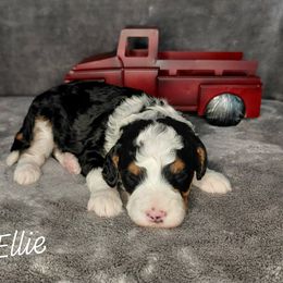 Ellie - Tri-color female Bernedoodle puppy in Eau Claire, Wisconsin from Fisher River Doodle's