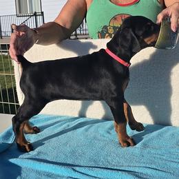Pink Girl - Black and rust female Doberman Pinscher puppy in Terrebonne, Oregon from Von Traumhaft Shon Dobermans