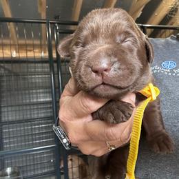 Yellow - Chocolate female Labrador Retriever puppy in Newton Grove, North Carolina from Wayalife Labradors & Gsp’s