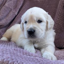 Purple Female - Light golden female Golden Retriever puppy in Roseburg, Oregon from Unbound Goldens