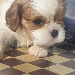 Cavalier King Charles Spaniel and Gordon Setter Puppies from Gleannfae Gordon Setters & Cavalier King Charkes Spaniels