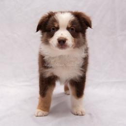 Blakely - Green Collar - Red tri female Miniature Australian Shepherd puppy in Lacombe, Louisiana from Indigo River Aussies