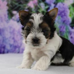 Jasper 3750 - Black tan and white male Biewer Terrier puppy in Ambrose, Georgia from Southern Star Biewer Terriers