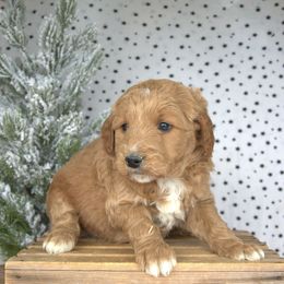 Rudolph - Red  male Goldendoodle puppy in Apopka, Florida from Rae Precious Puppies