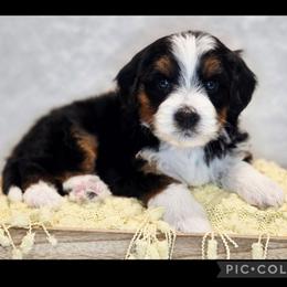Carrot - Tri-color male Bernedoodle puppy in Roseburg, Oregon from Lookingglass Doodles