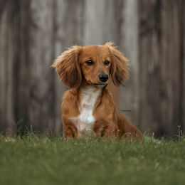 Kricket - Dachshund