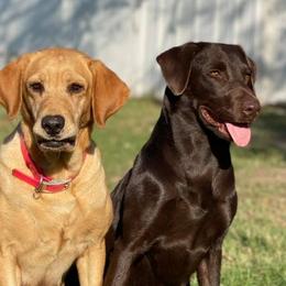 Bulldogs and Labrador Retrievers from Wright Way Retrievers