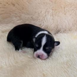 Girl 3 - female Pembroke Welsh Corgi puppy in Drain, Oregon from Sunnydale Corgis