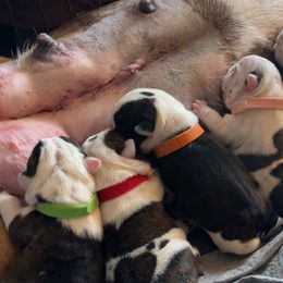 Bulldogs and French Bulldogs from Burrell’s Bulldog Kingdom