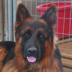 German Shepherd puppies from Minerd Ranch