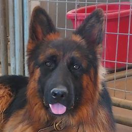 German Shepherd puppies from Minerd Ranch