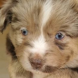 Valentino - Miniature Australian Shepherd puppy in Roseville, California from Golden State Mini Aussies