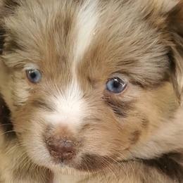 Valentino - Miniature Australian Shepherd puppy in Roseville, California from Golden State Mini Aussies