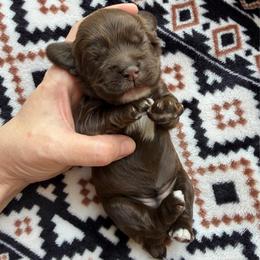 Peep - Brown female Cocker Spaniel puppy in Delphi, Indiana from Benchmark Cockers
