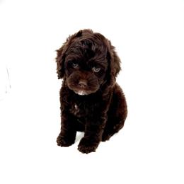 Pacific - Brown and white male Cockapoo puppy in Danielsville, Georgia from Meg's Doodles and Poodles