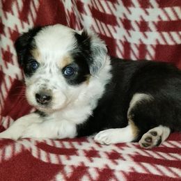 Ryuka - Tri-color female Border Collie puppy in Albuquerque, New Mexico from Noko's dogs