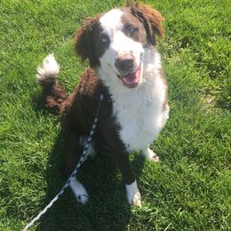 Duke - Assorted Doodle Crosses puppy in Blairstown, Missouri from Shepherd Hill Doodles