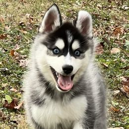 Boy 2 - Black and white Pomsky puppy in Tennessee from Hudson’s Huskies & Pomskies