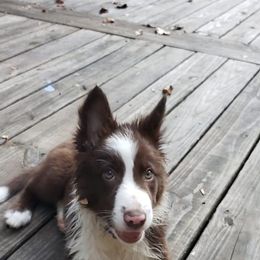 Border Collie Puppies from Willow Spring Border Collies