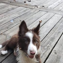 Border Collie Puppies from Willow Spring Border Collies