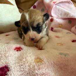 Juno 4 - White and red female Pembroke Welsh Corgi puppy in Jenkinsburg, Georgia from Red Elephant Farms